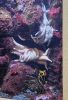 PICTURES/Oregon Coast Aquarium - Newport/t_StarFish1.jpg